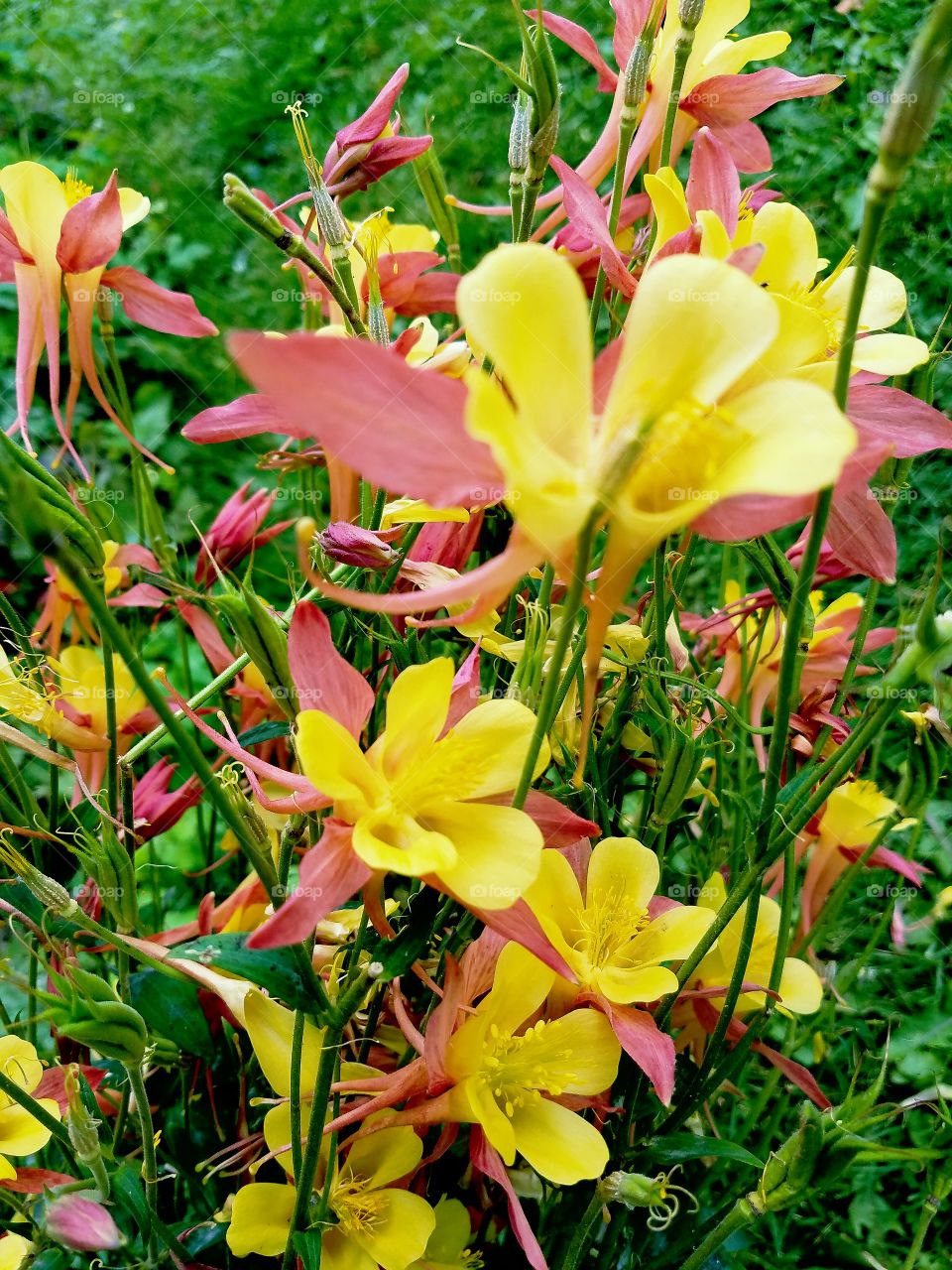 Columbians flowers  yellow  pink