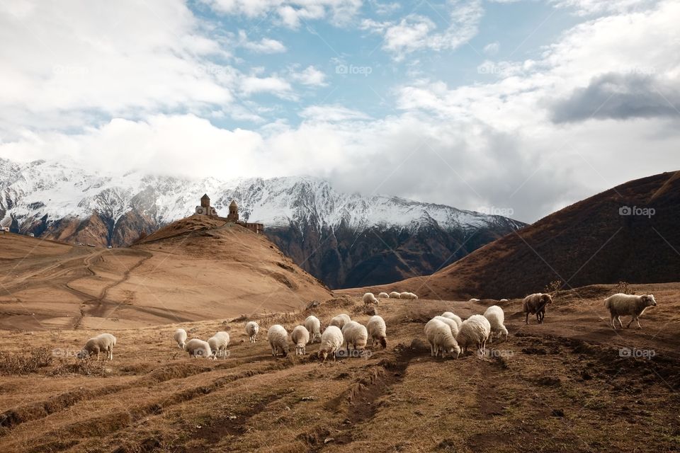 No Person, Sheep, Mountain, Outdoors, Travel