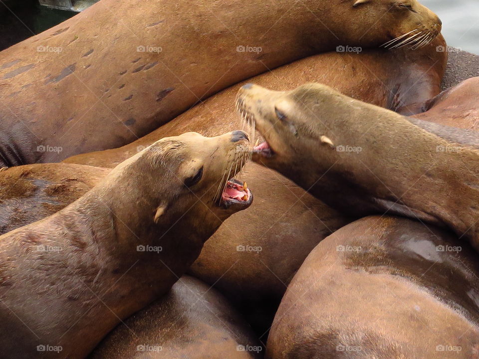 Full frame shot of seal