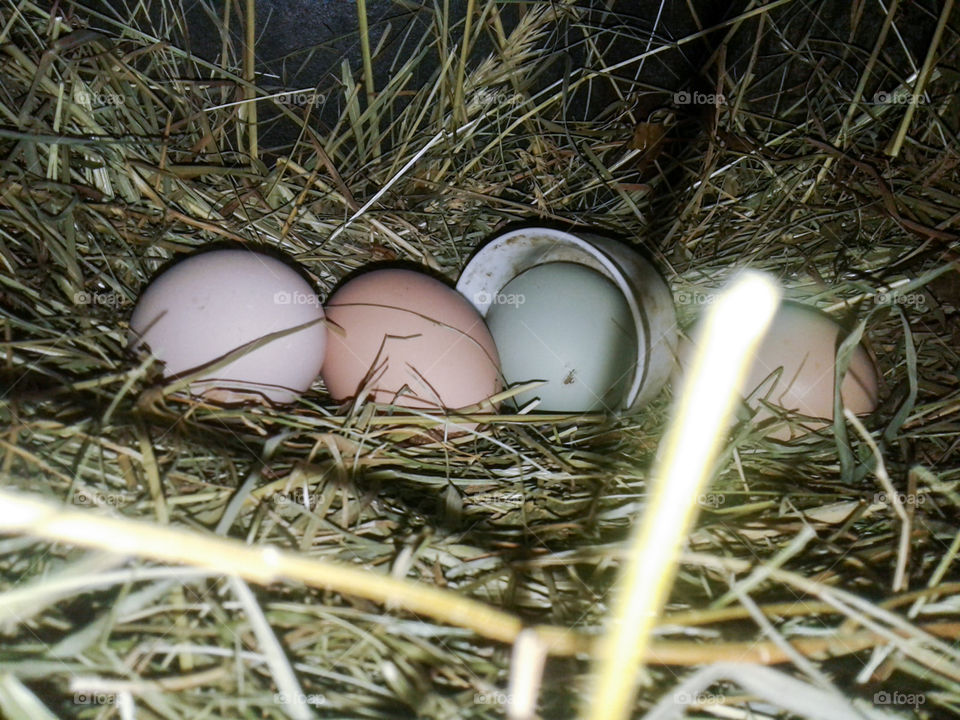 eggs