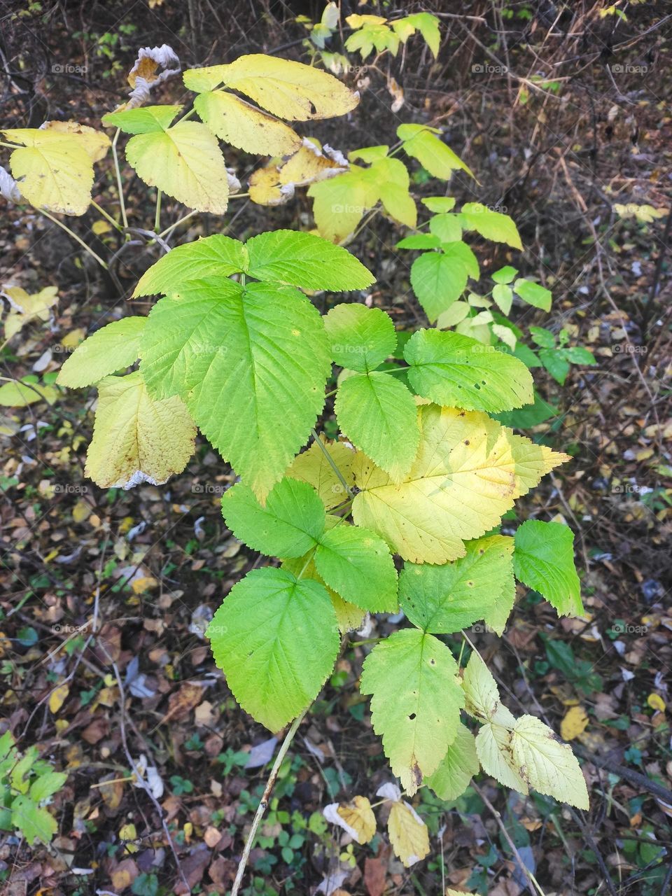 Autumn raspberry bush