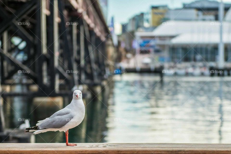 Close-up of seagull on pier