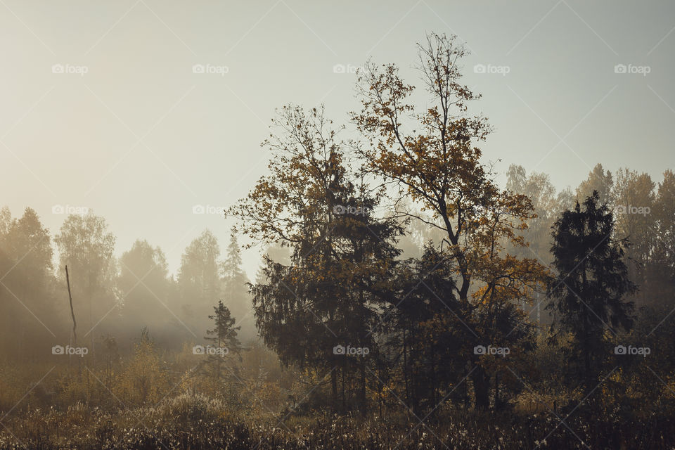 Autumn misty landscape at early morning 