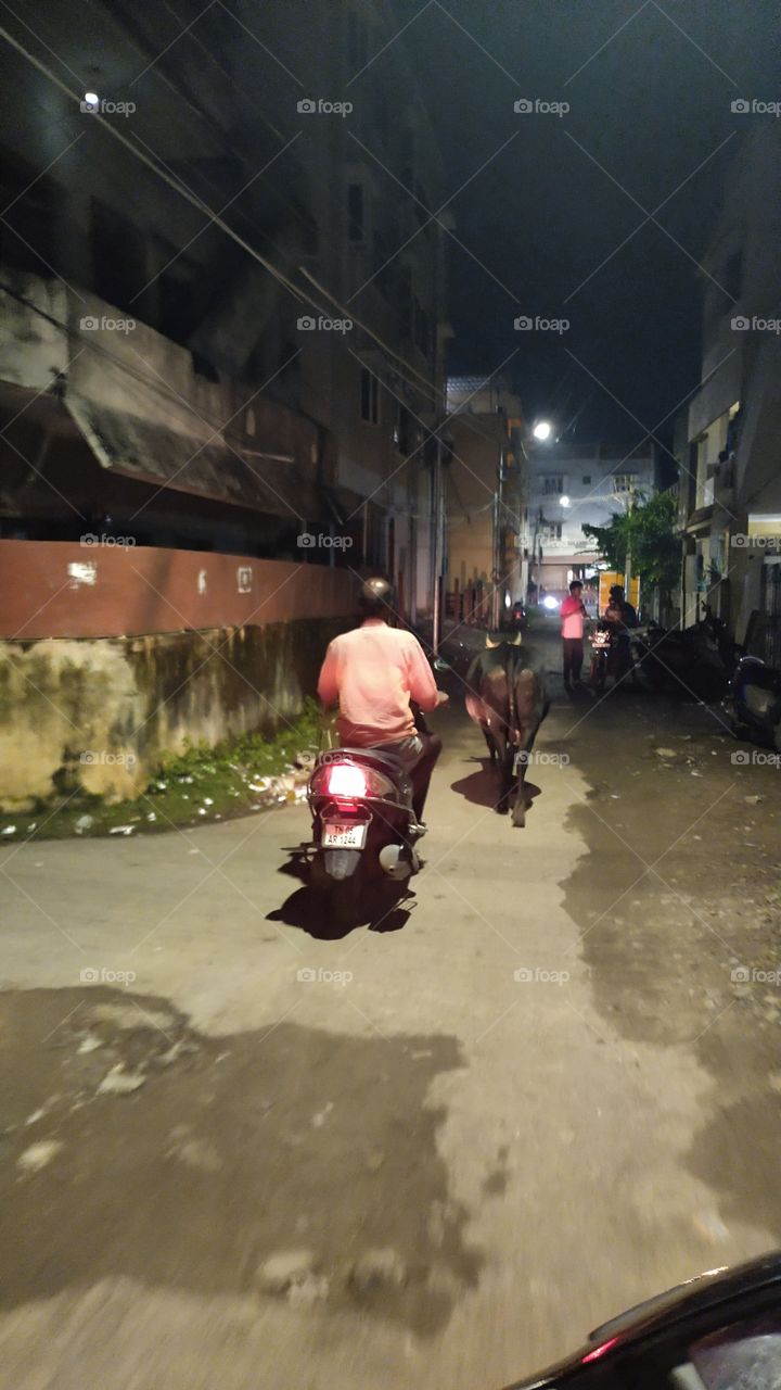 cow walking with his owner at evening