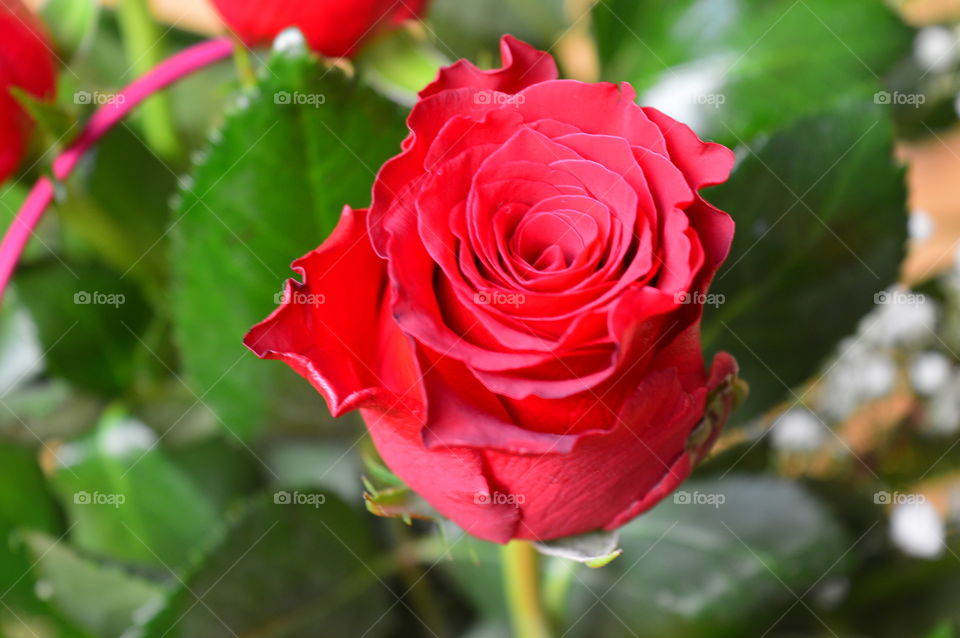 Red roses on Valentine's Day