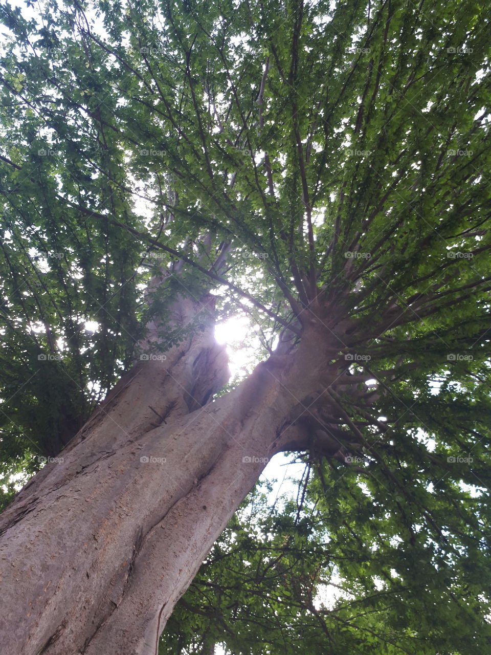 Underneath a tree