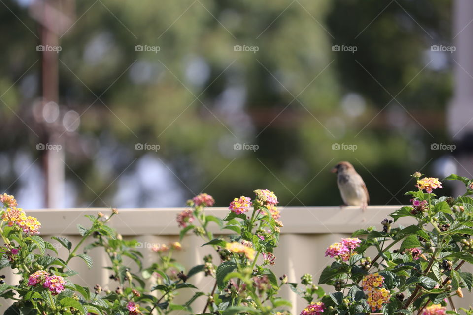 Single Sparrow perched sitting on a fence in garden room
For text