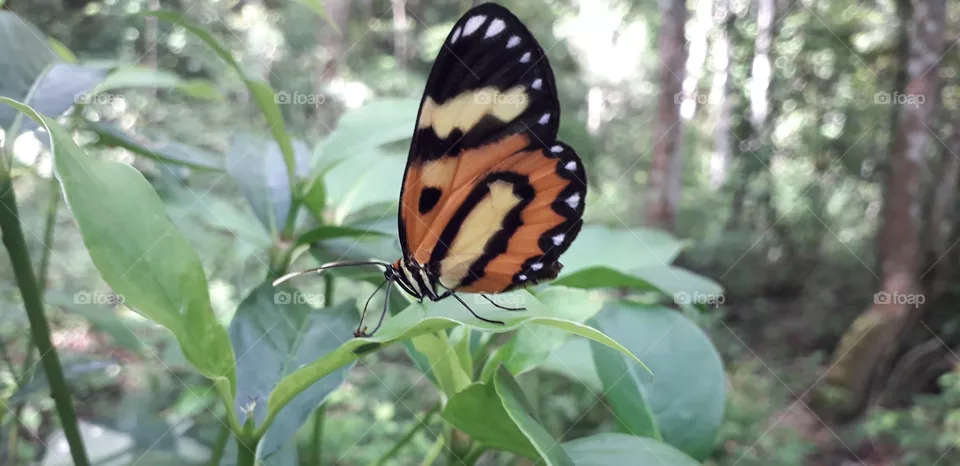 butterfly