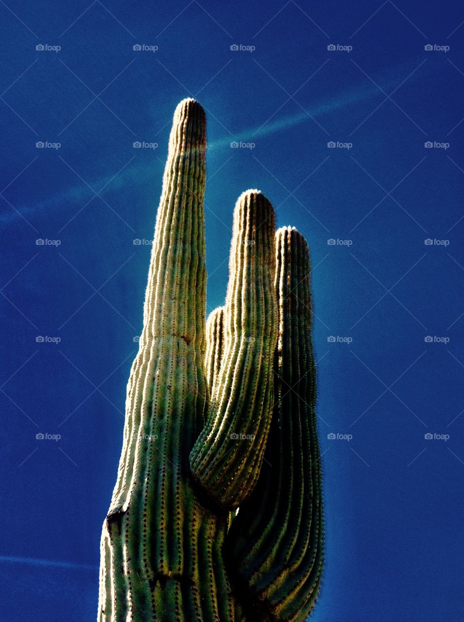 Giant saguaro cactus