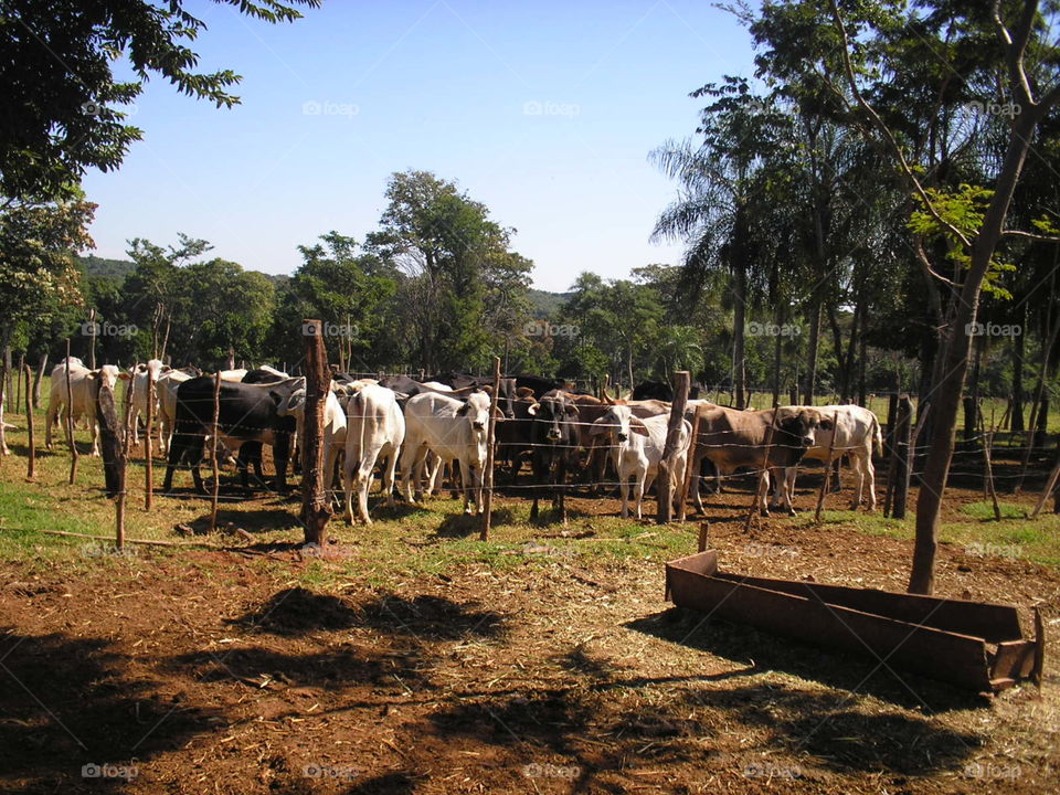 Ganado paraguaya/Paraguayan cattle
