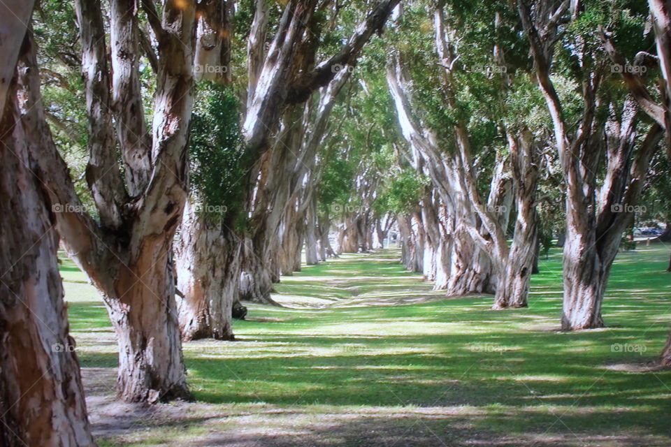 Garden Forest