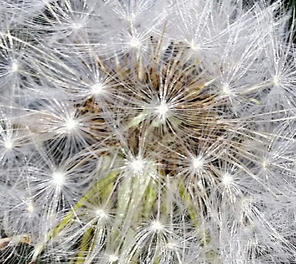 Dandelion Seeds