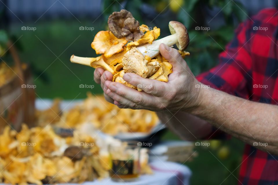 Chanterelles, mushrooms