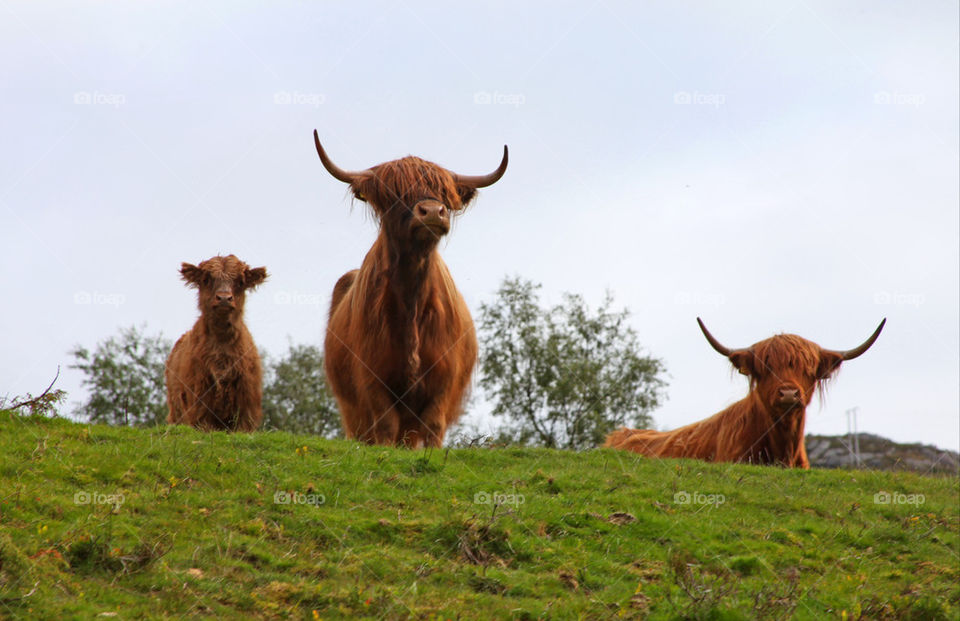 Scottish Highland Cattle.