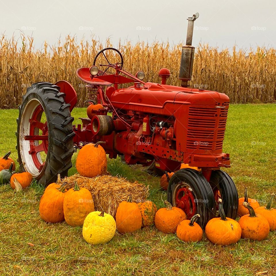 Autumn harvest