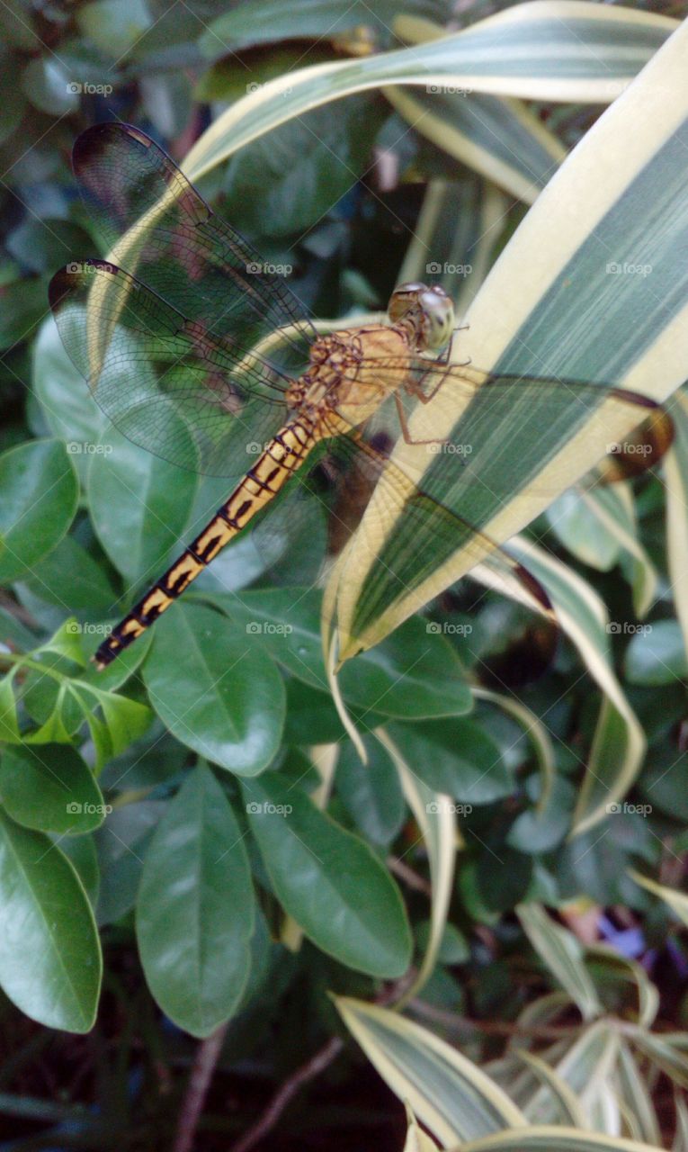 Dragonfly