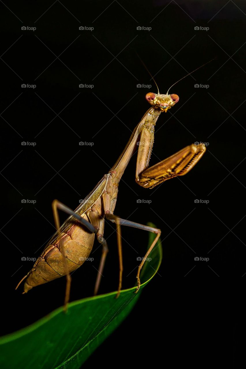 Mantis 
https://amzn.to/2MJRvpN