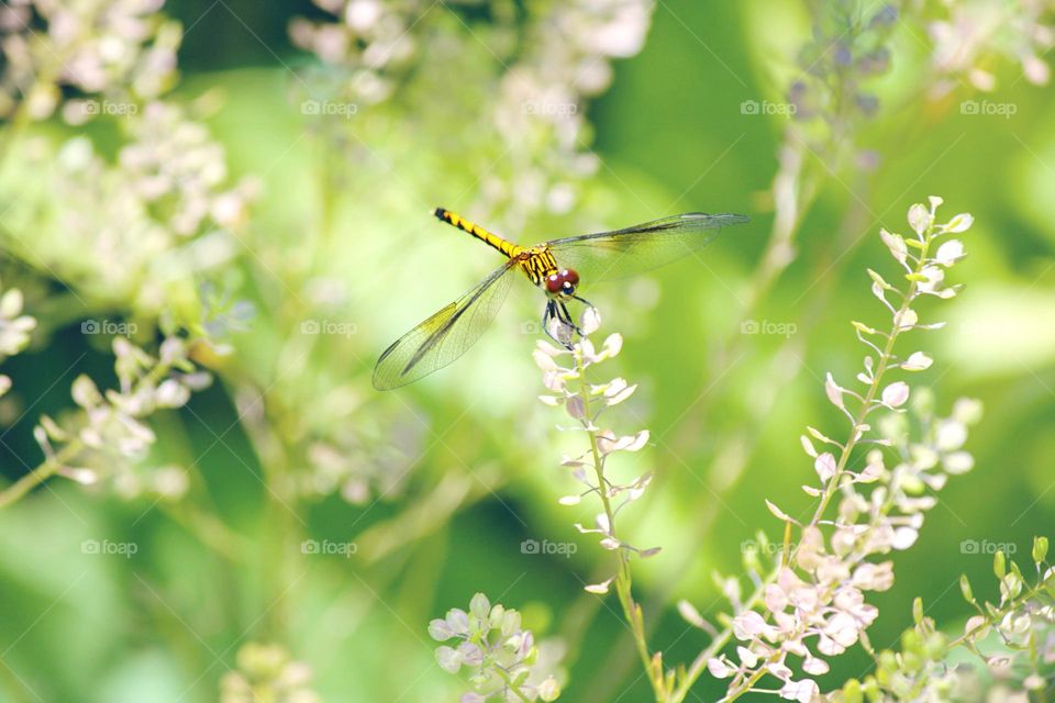 Seaside dragonlet 