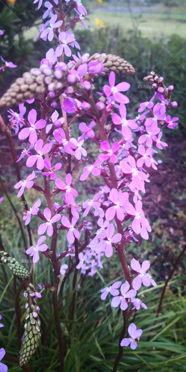 Stylidium