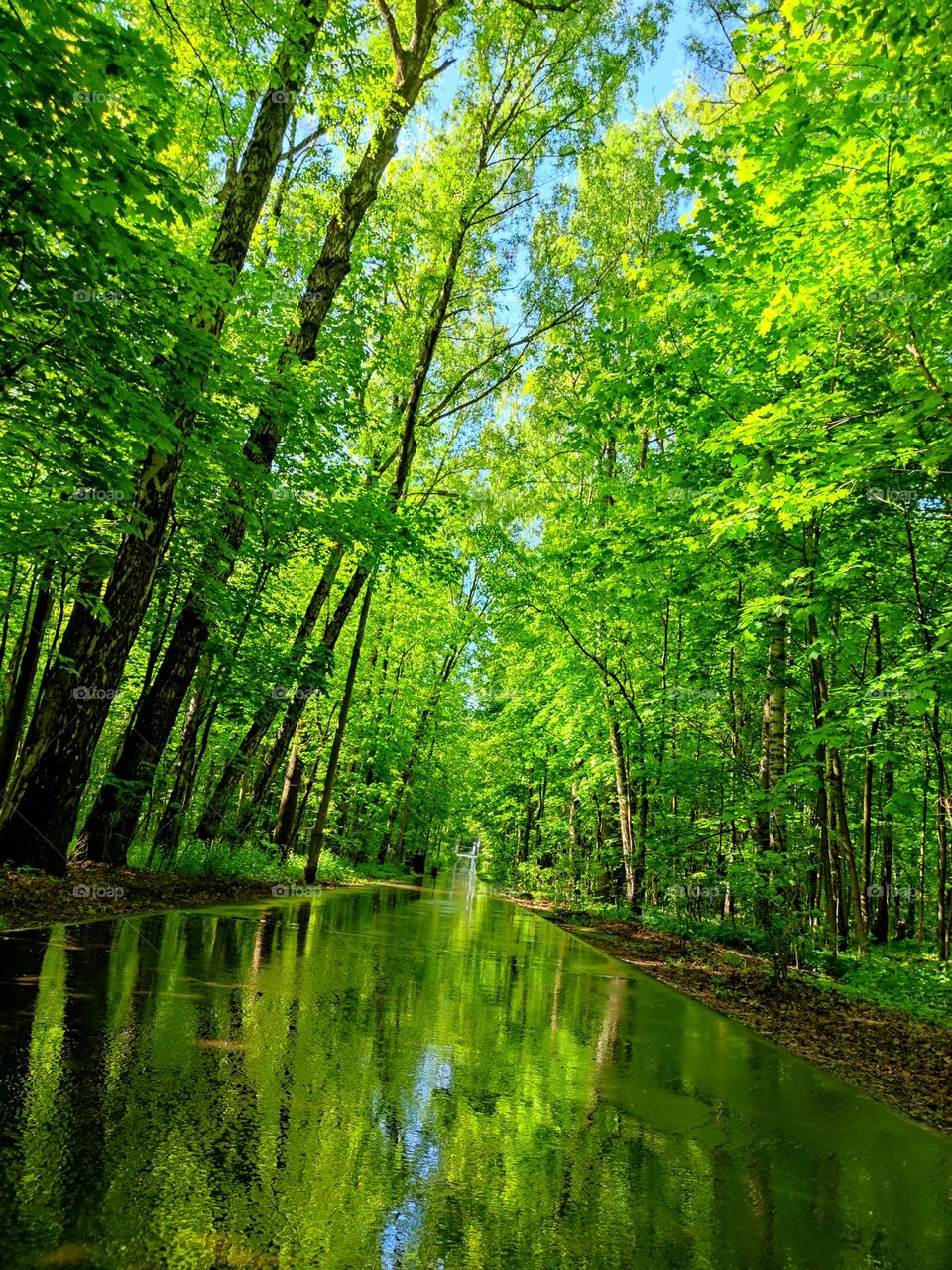 A park.  Green trees are reflected on the wet asphalt road.  Along the road grow green trees over which the blue sky