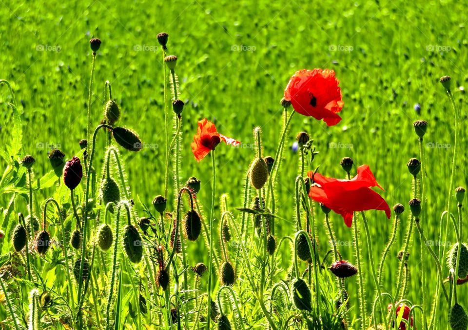 poppy field