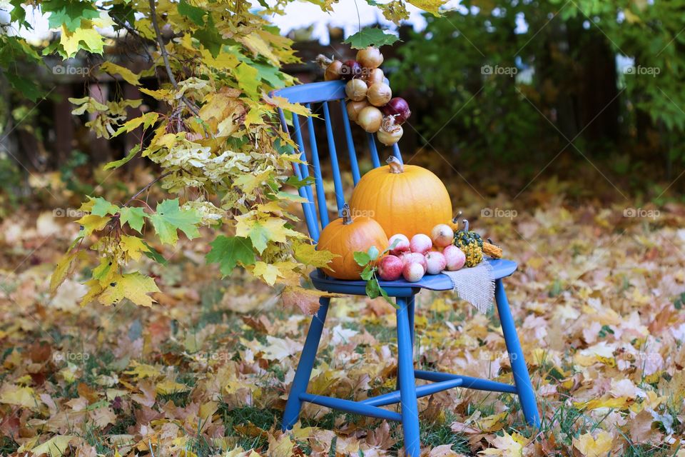 autumn, pumpkins time