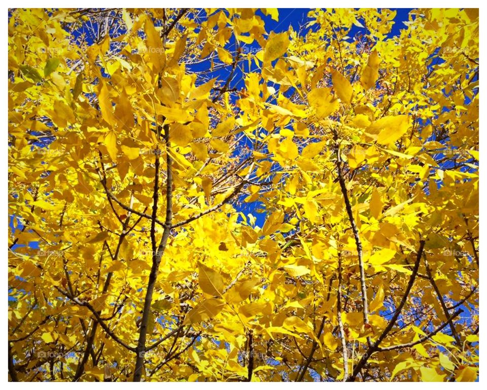 Yellow fall trees