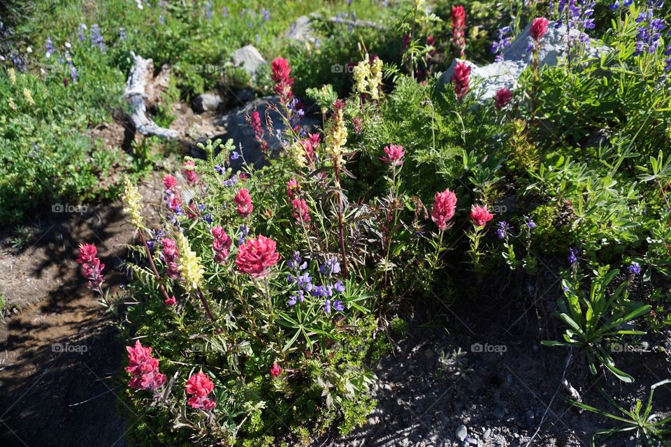 Wildflowers on a mountain trail.