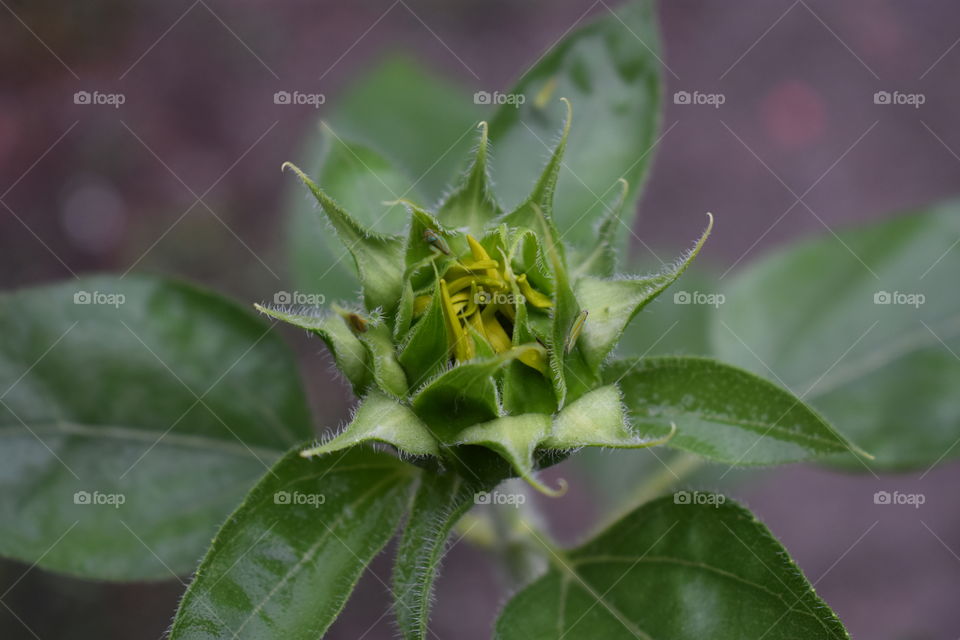 My sunflower is about ready to bloom