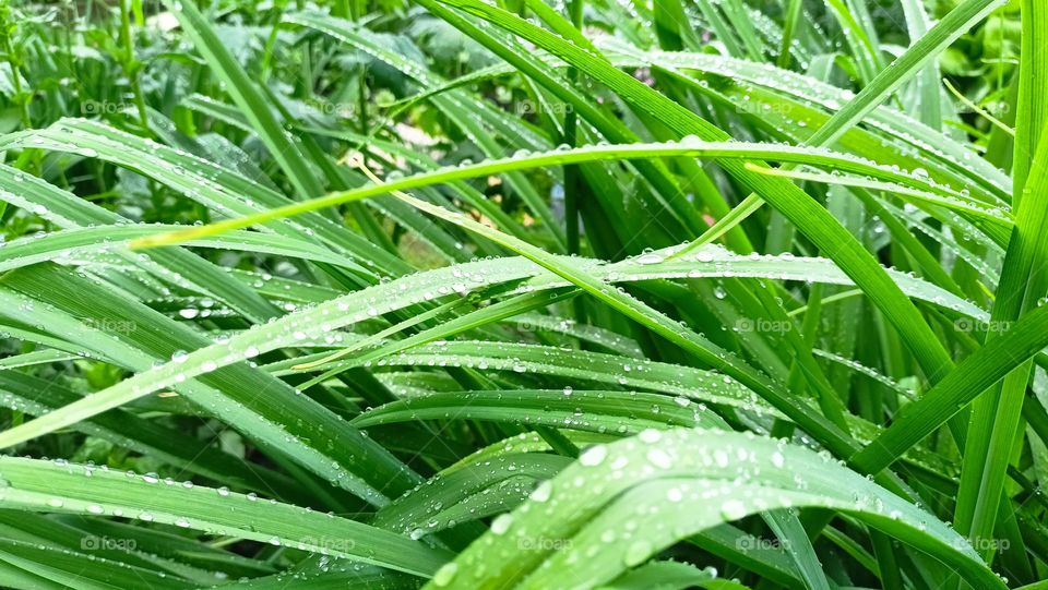 energy of color green, bright green, leaves in drops of dew, plants in drops of rain, predominance of green