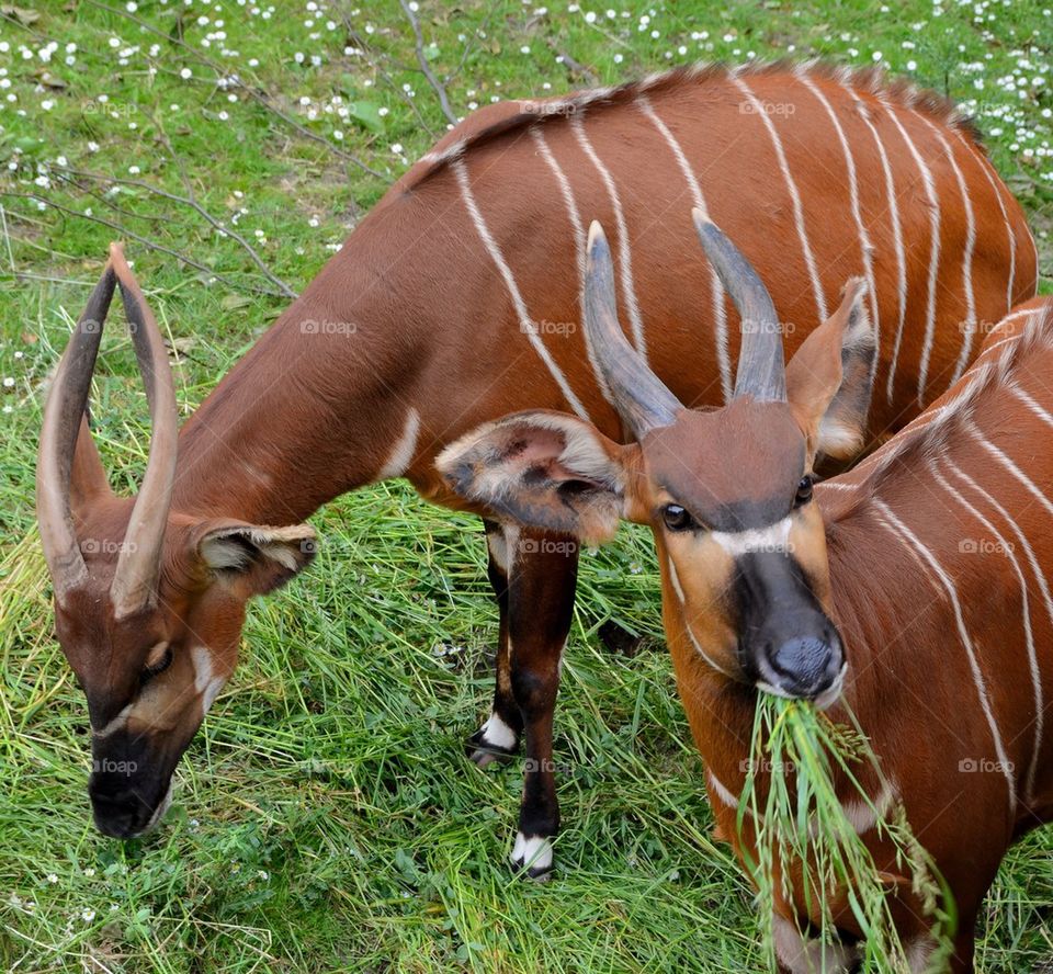 Wildlife at the zoo of Antwerp.