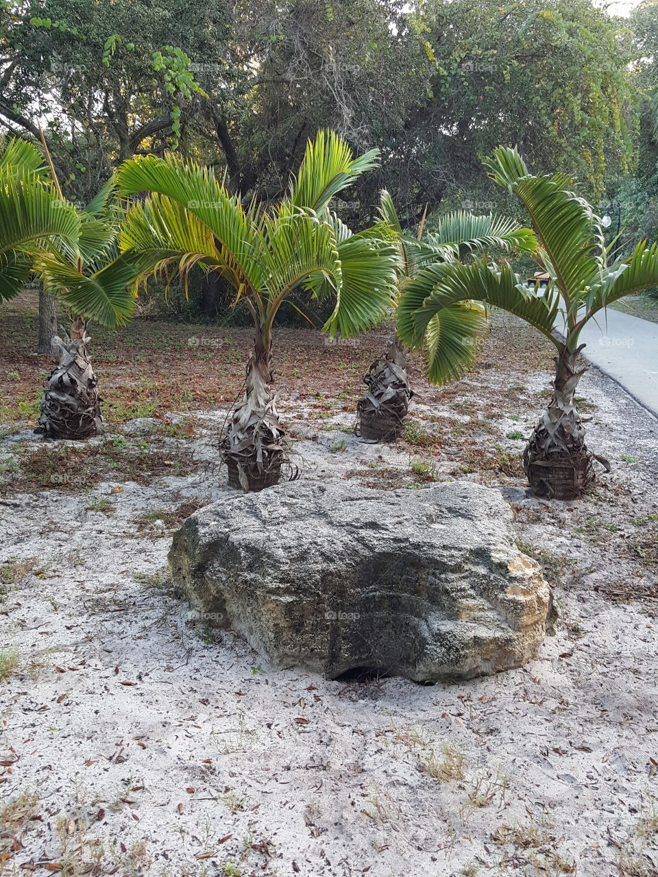 Palm palms