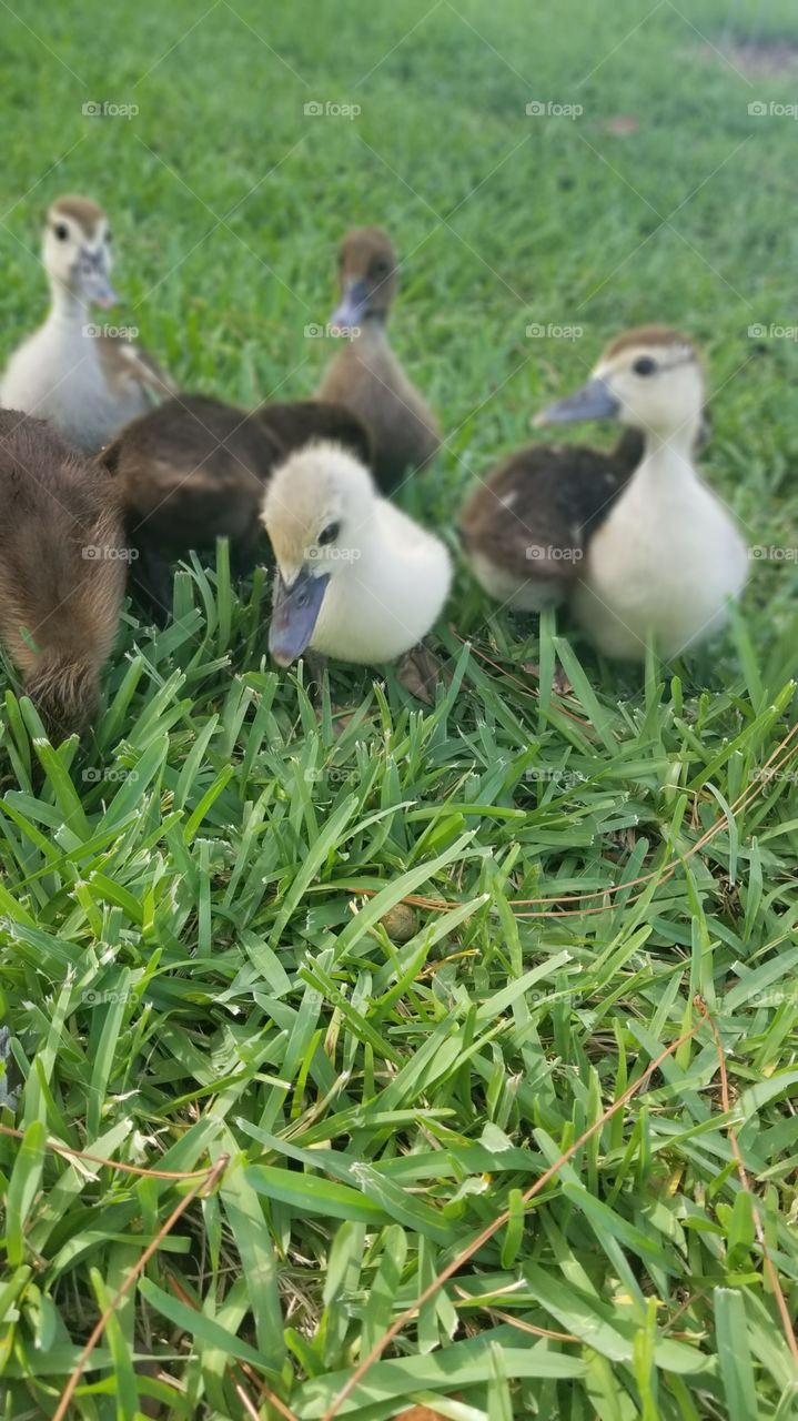 Ducklings with their Mother