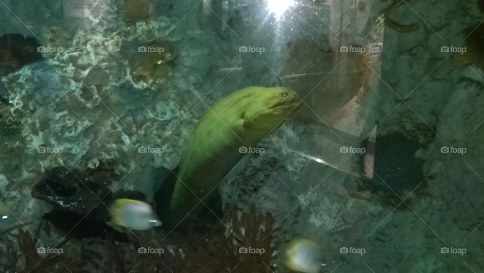 A electric eel coming out of its house in the aquarium