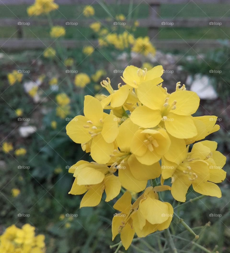 Yellow flower cluster