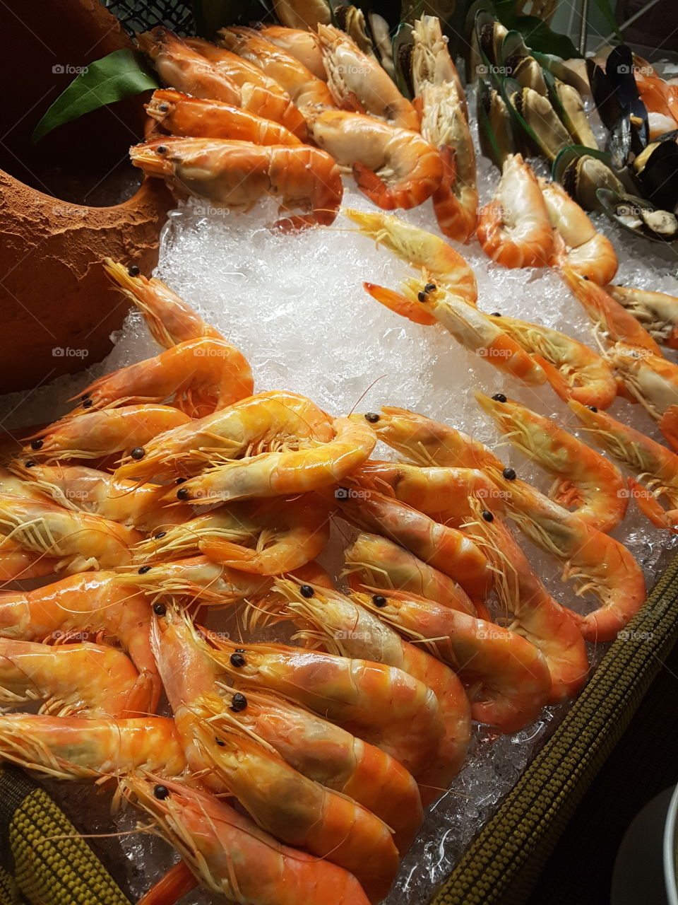 prawns on ice display