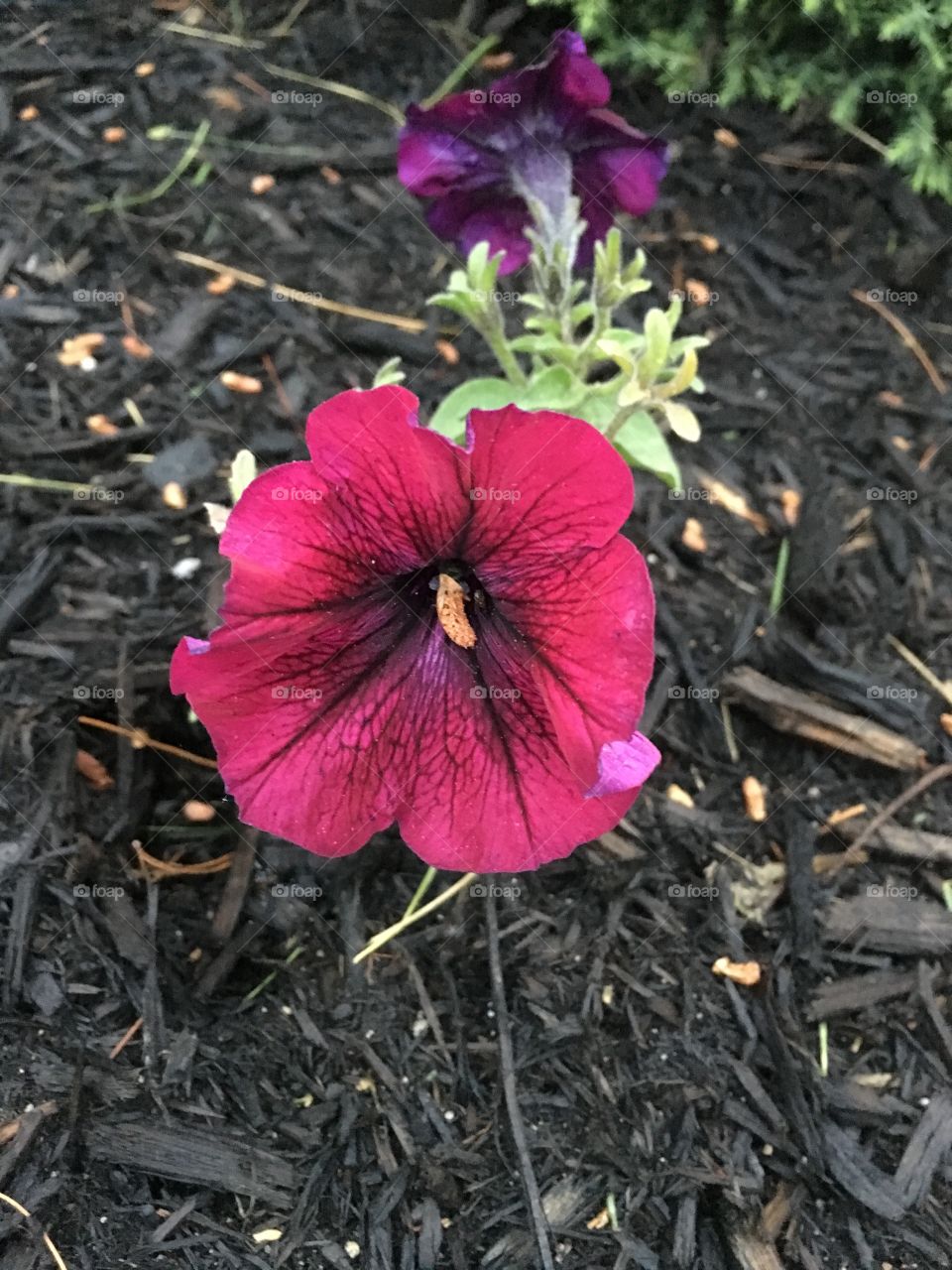 Close up of a pretty flower