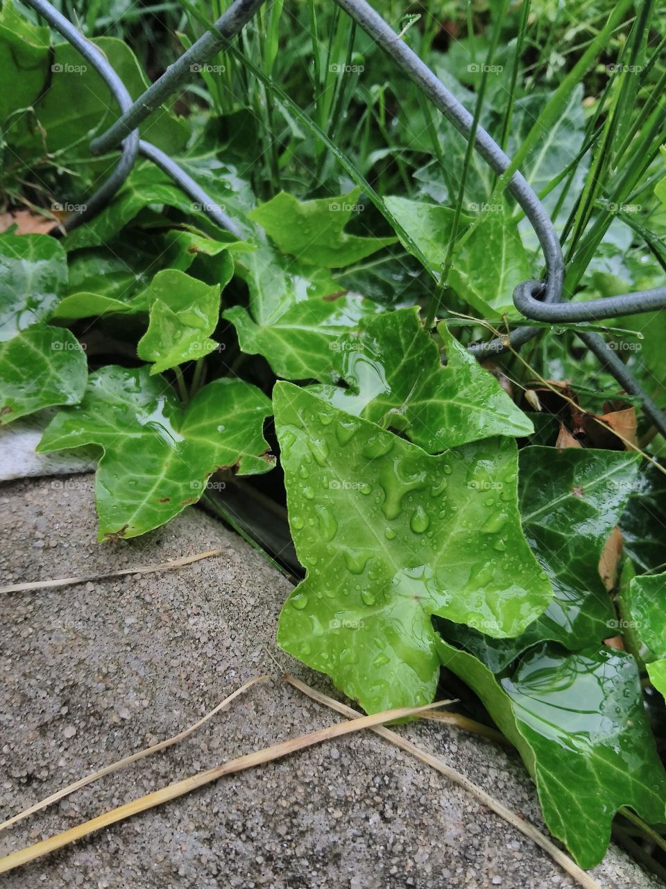 ivy after rain through fence