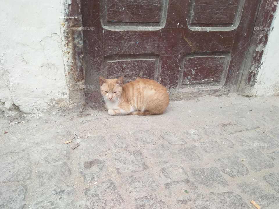 Beautiful cat looking at my camera.