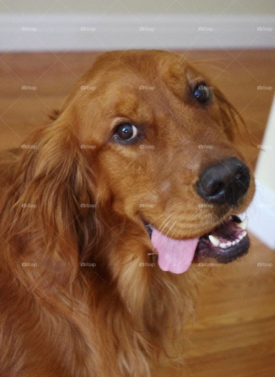 Side tongue retriever 