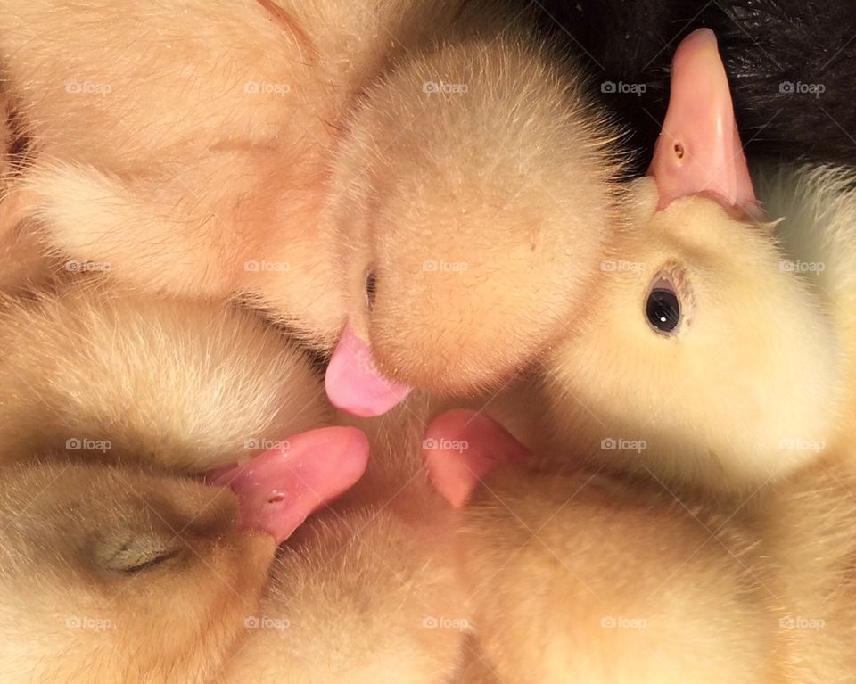 Ducklings cuddled together