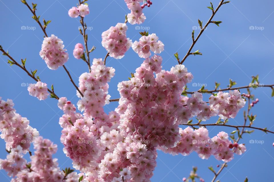 Cherry blossom up in blue sky 