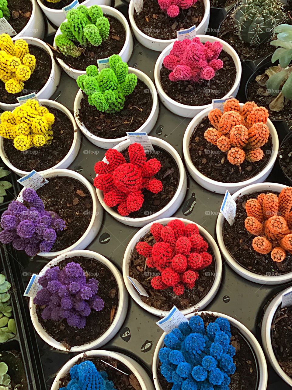 Wildly colorful cactus in round containers.