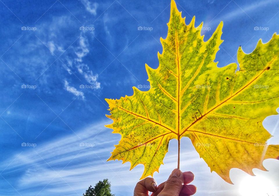 yellow tree in a leaf