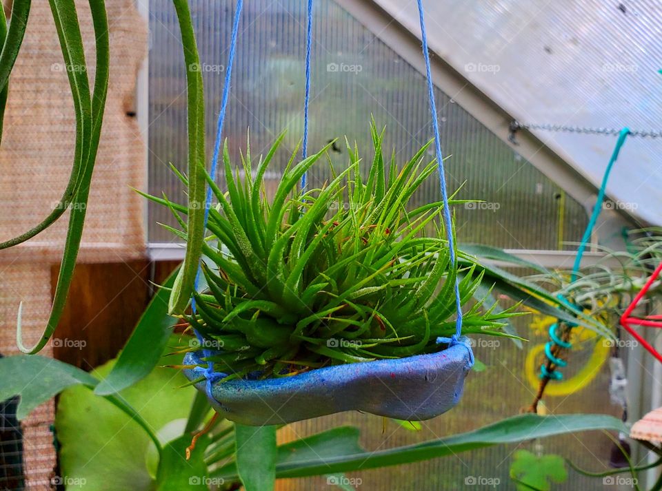 airplant