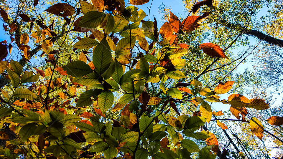 Leaf, Fall, Tree, Nature, No Person