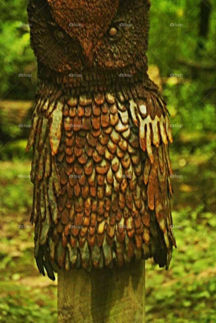 Owl