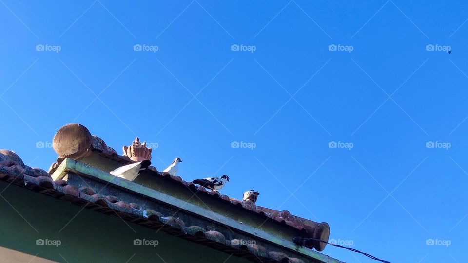 Burung Merpati di atas rumah