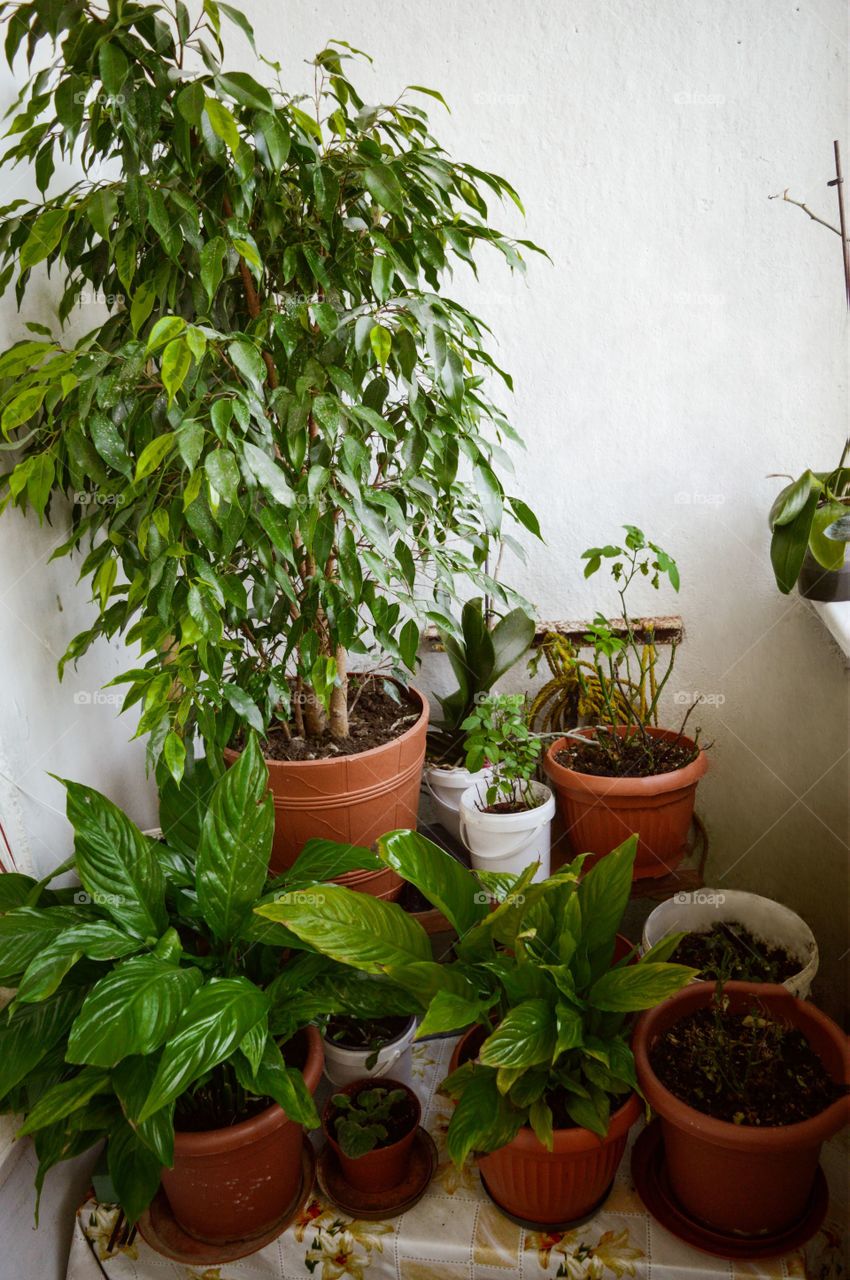 Plants growing on balcony in pots