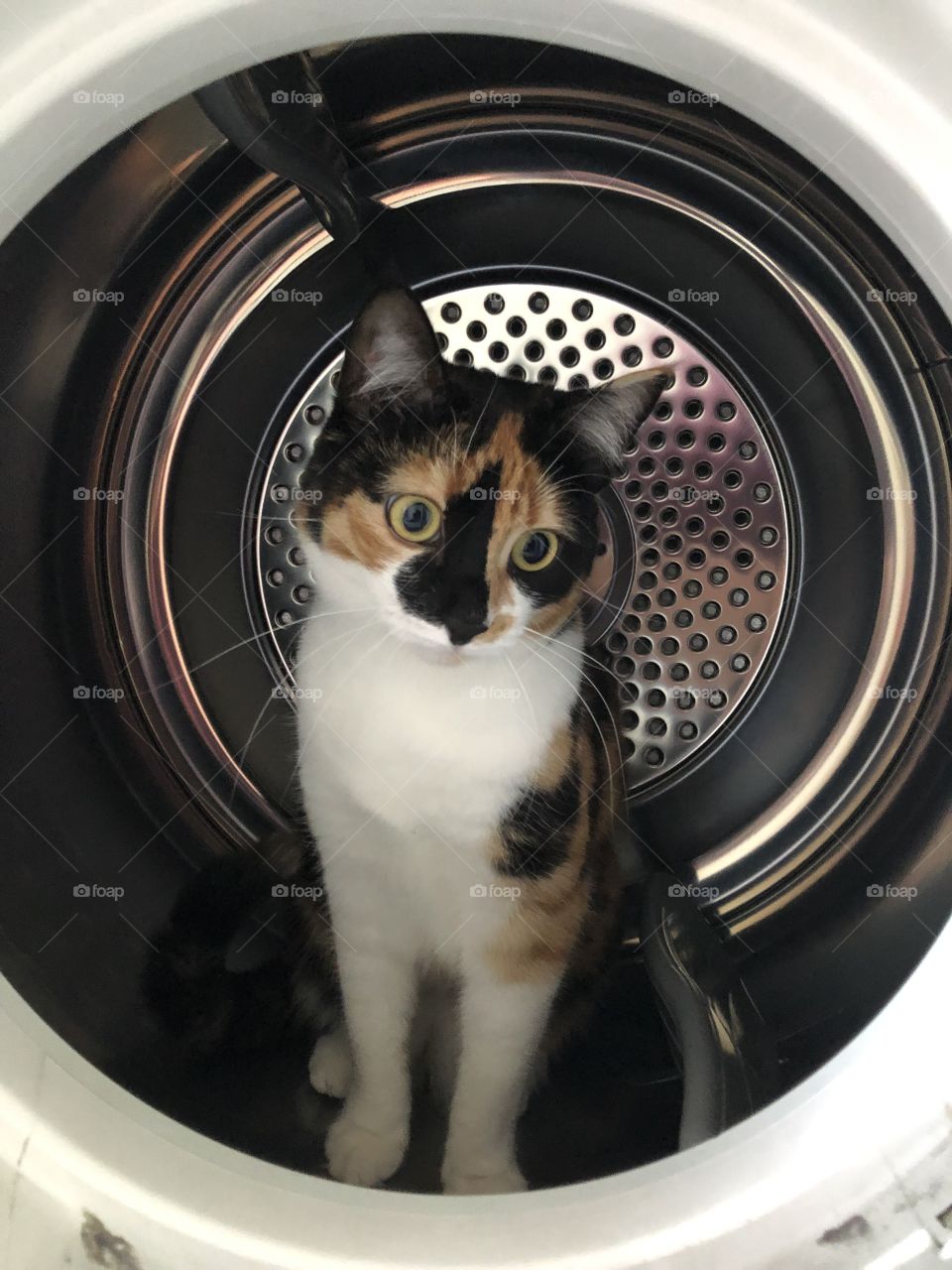 Bella checking out dryer